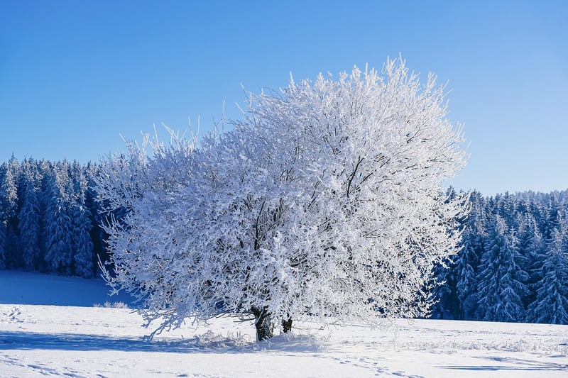Winter Snow Display